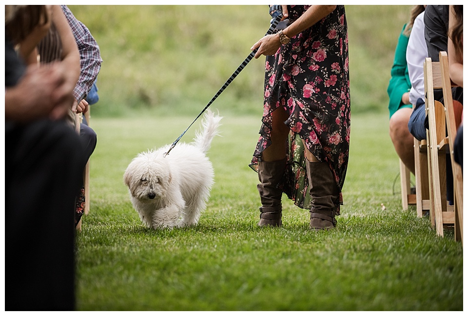dog as ring bearer coming down the aisle at spruce mountain ranch
