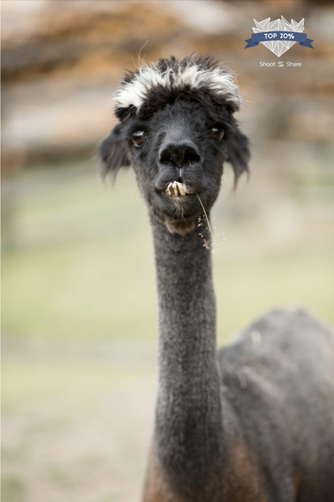 llama at a wedding