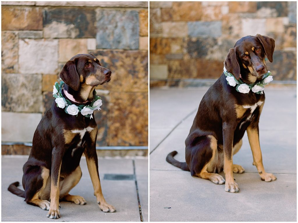 Dog at Four Seasons Vail for wedding.