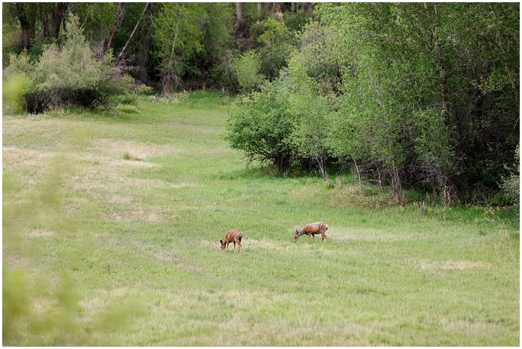 View of wildlife from 7 Castles Ranch