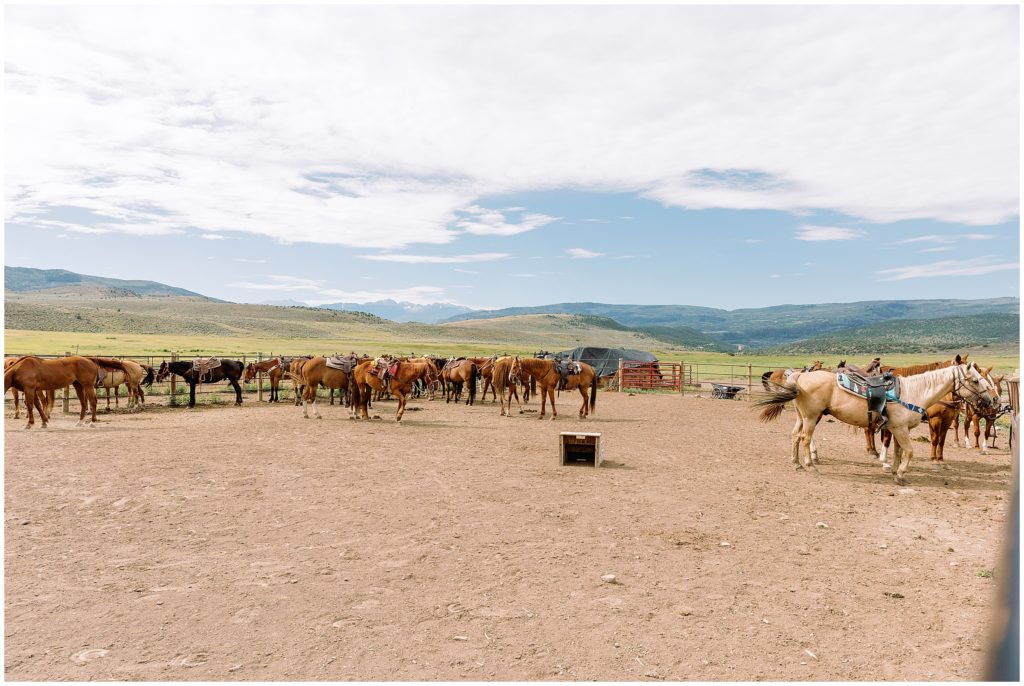 Horses at Vail Valley 4 Eagle Ranch