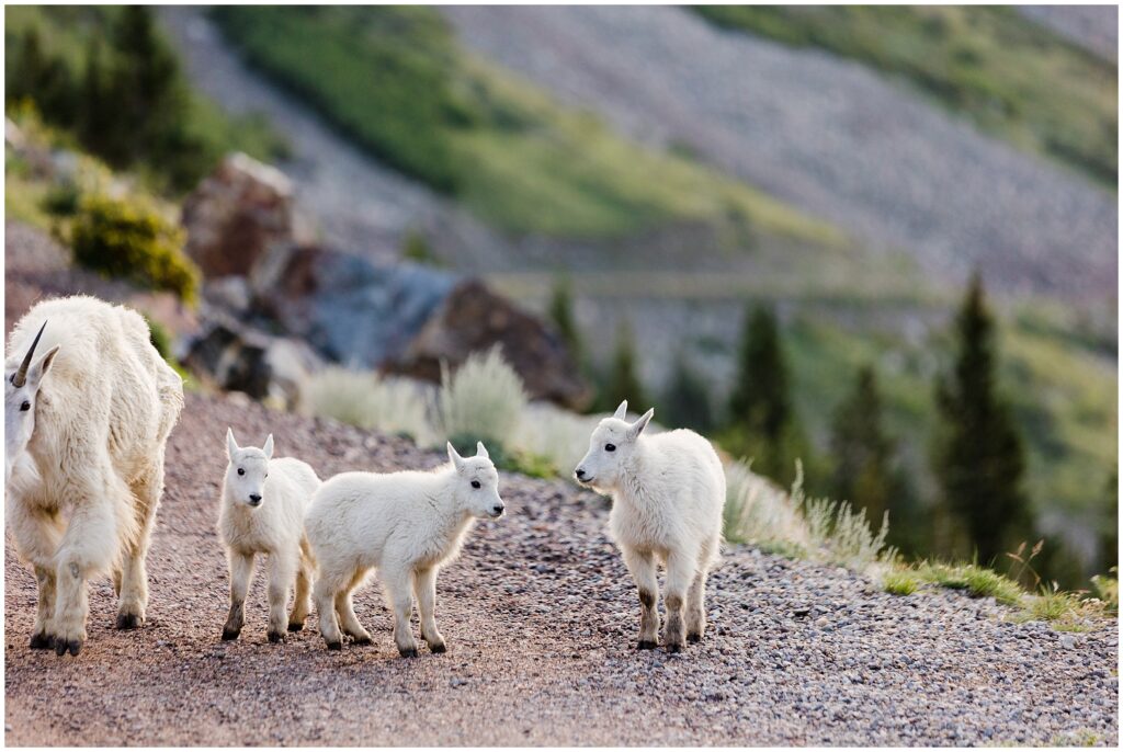 Mountain goats in Breckenridge
